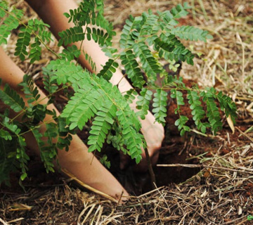 Plantio2019-360x320-4134bf986284d4b8a9c4aee7f42c673f Responsabilidad Ambiental