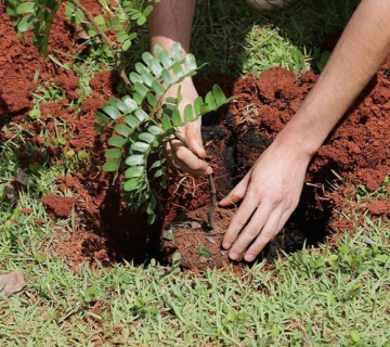 Plantio2019.2-360x320-6c8f02e3596951e9cbc418dbd71a1d00 Responsabilidad Ambiental