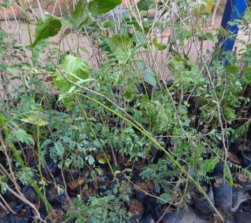 mudas-1-360x320-0b556071e8ac9181739817829a07e5e6 Responsabilidad Ambiental